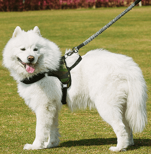 Ultimate Freedom Dog Leash & Harness Combo-0
