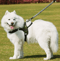 Ultimate Freedom Dog Leash & Harness Combo-0